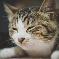 寝落ちうとうとにゃんこの箱ベッドの写真