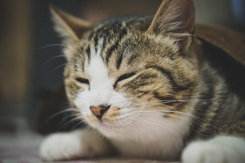 寝落ちうとうとにゃんこの箱ベッド