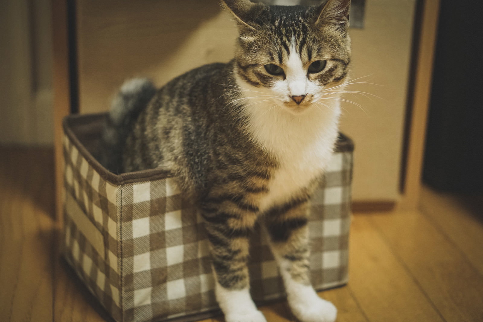 窓際で机に前脚をかける黒猫のシルエット