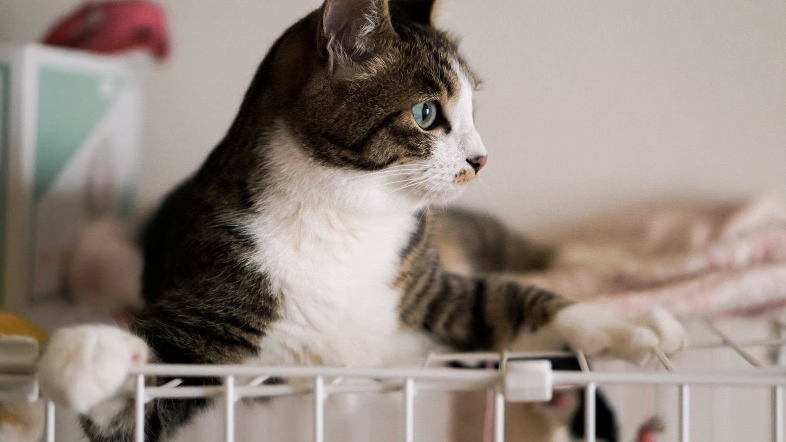 白いゲージの上で横を向き警戒する表情のキジ白の子猫