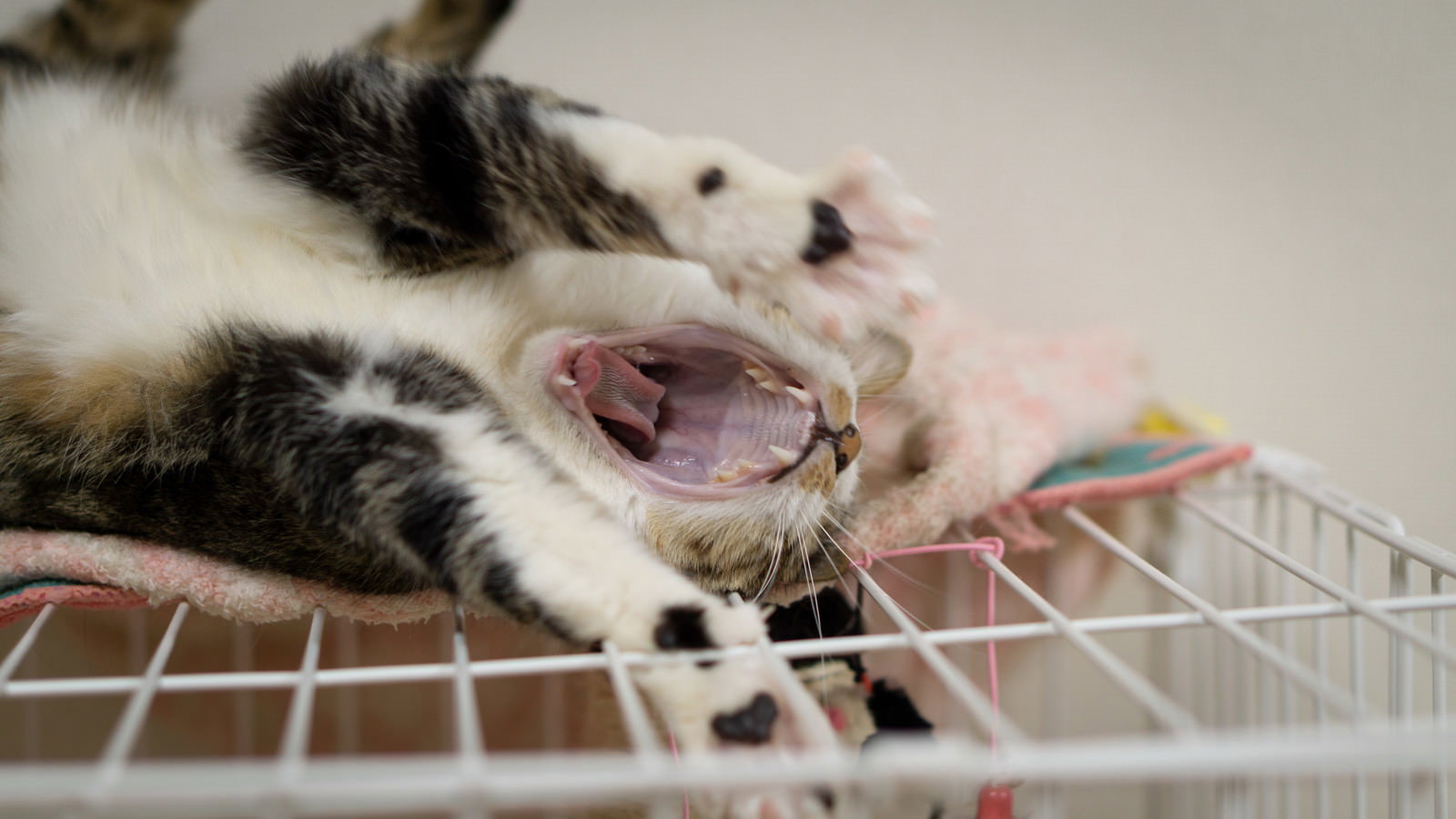 ゲージの中で横になりながら大きなあくびをしている白と黒の猫