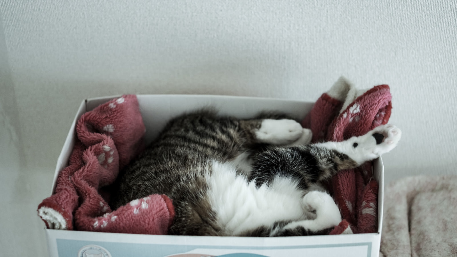 段ボール箱の中で丸くなって眠る茶白の猫