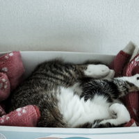 段ボール箱の中で丸くなってごろ寝する茶白猫の爆睡の写真