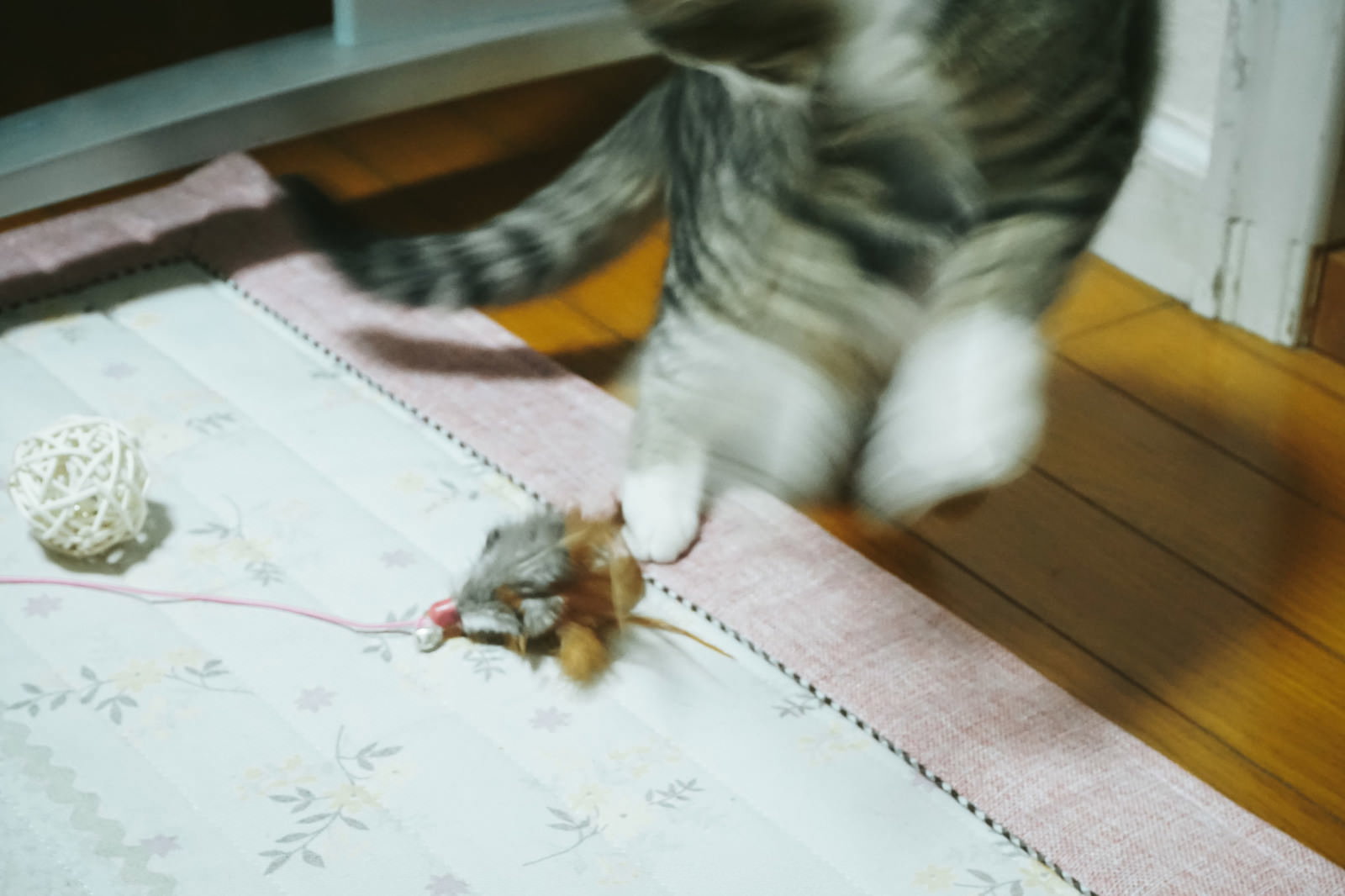 フローリングのラグの上でおもちゃに驚いてジャンプする猫