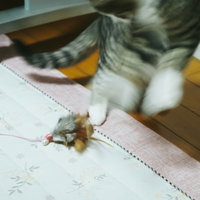おもちゃに驚いてジャンプするぶったまげ猫の写真