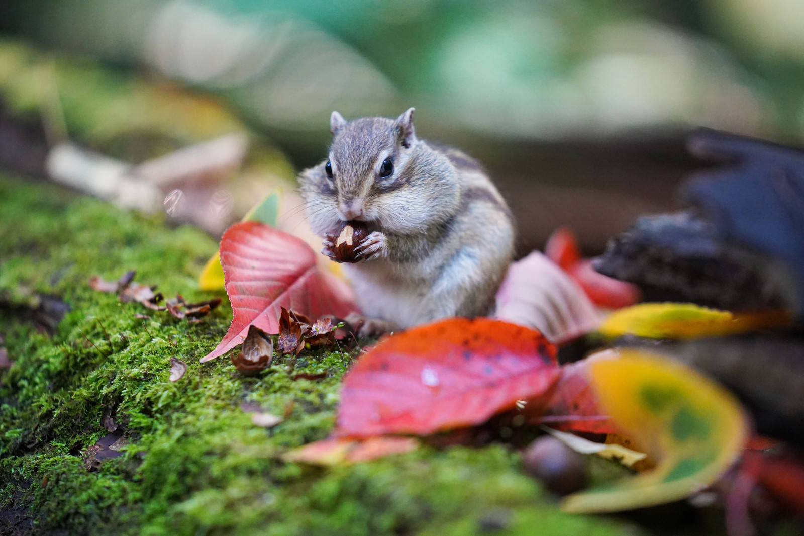 紅葉した落ち葉の上で頬袋を膨らませているシマリス