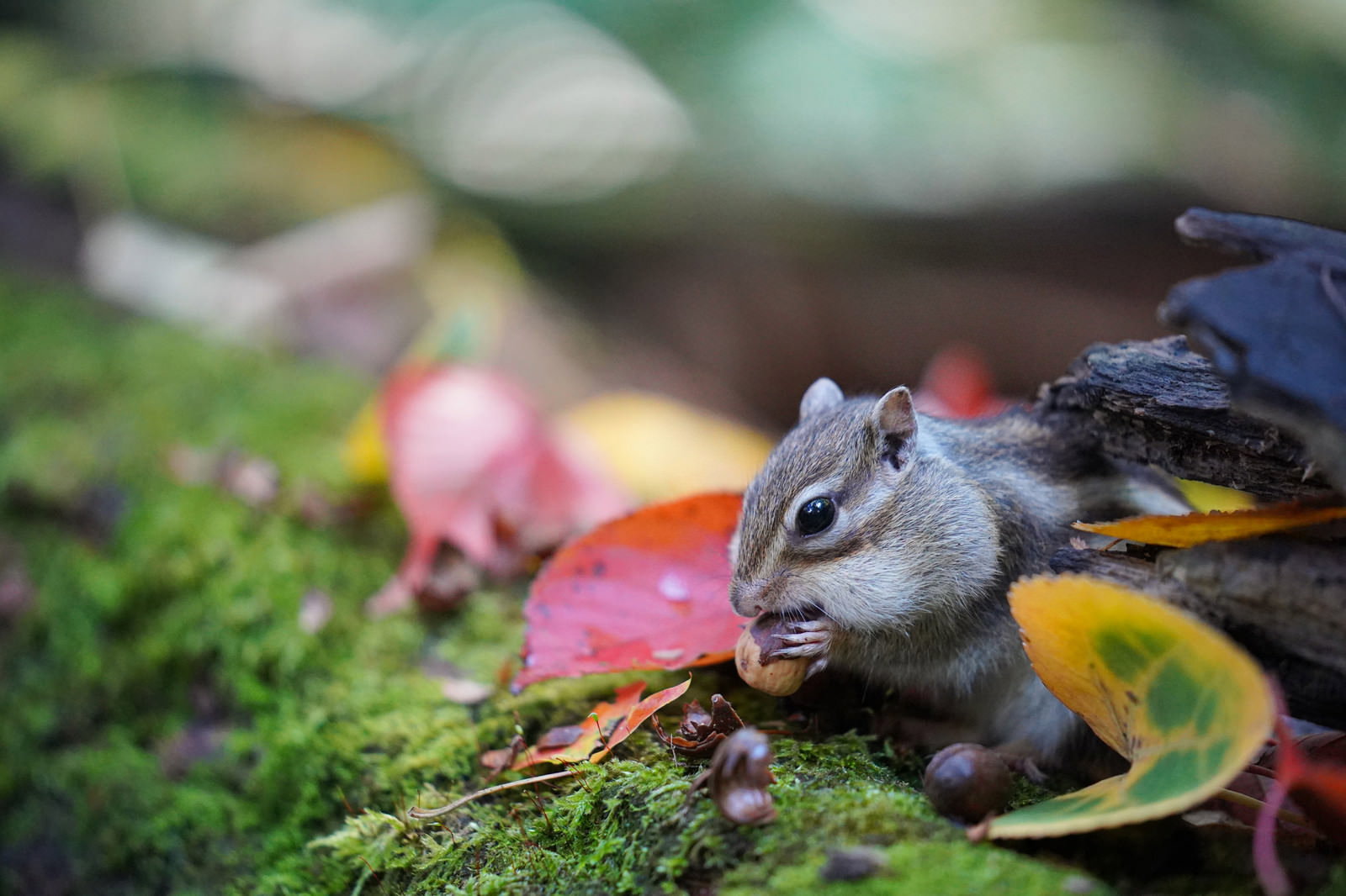 木の実を前足で持ち、殻を剥いて食べているリス