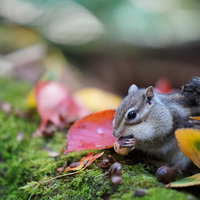 種実の殻を器用に剥いて食べるリスの生態と食事風景の写真