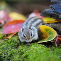 頬袋パンパンに膨らませたリスさんが落ち葉の上で食べ物を頬張るの写真