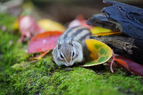 頬袋パンパンに膨らませたリスさんが落ち葉の上で食べ物を頬張る