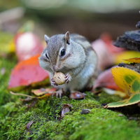 小さな木の実を握るシマリスの秋の食料集めの写真