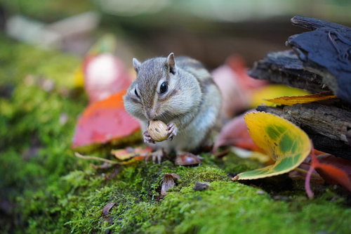 小さな木の実を握るシマリスの秋の食料集め