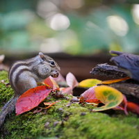 頬袋いっぱいのナッツを詰め込むシマリスの秋の食事風景の写真