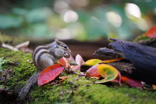 頬袋いっぱいのナッツを詰め込むシマリスの秋の食事風景