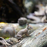 木の上からひょっこり顔を出すリスの写真