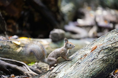 木の上からひょっこり顔を出すリス