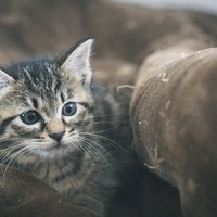 寂しい表情で見つめるキジトラの子猫の写真