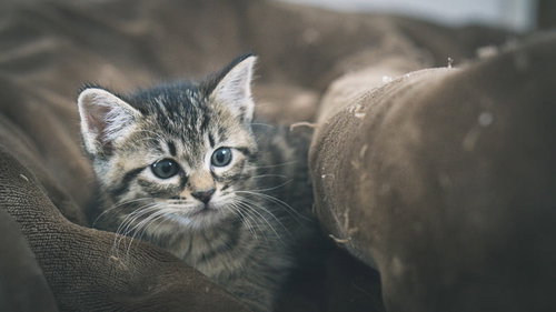 寂しい表情で見つめるキジトラの子猫