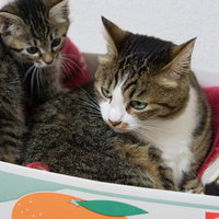 段ボール箱で寄り添う茶白の親猫とキジトラの子猫の写真