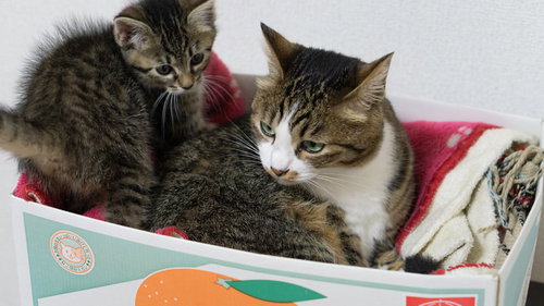 段ボール箱で寄り添う茶白の親猫とキジトラの子猫