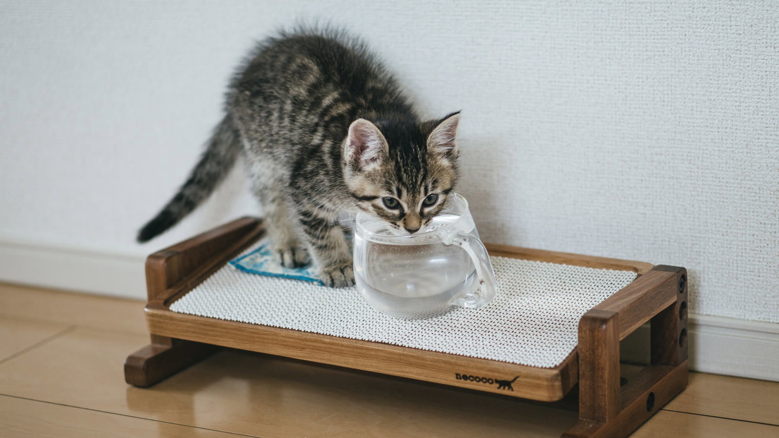 木製の台に置かれた白い容器から水を飲むキジトラ模様の子猫