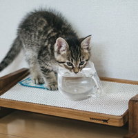 白い容器から水を飲むキジトラ模様の子猫の写真