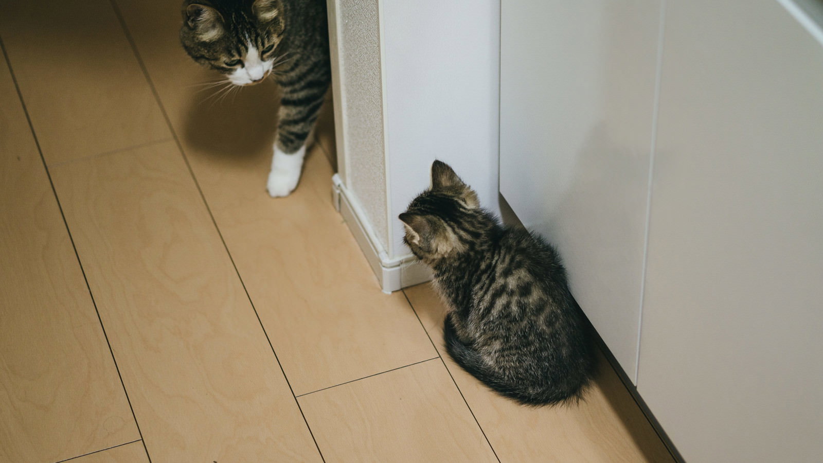 壁際で親猫に怯えて身を寄せるキジトラの子猫
