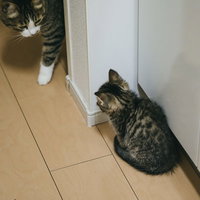 親猫に怯える子猫の様子を捉えた写真の写真
