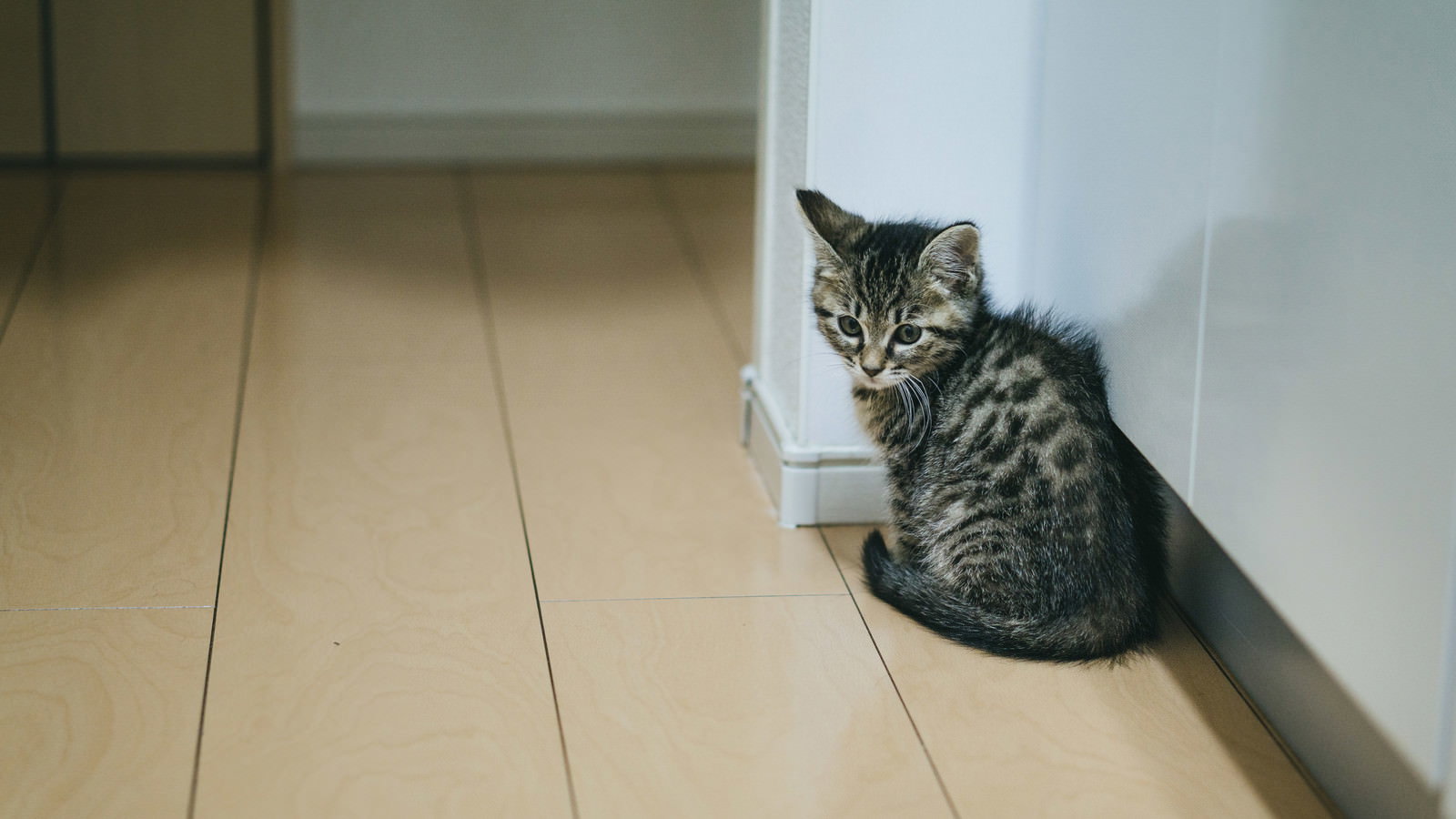 白い壁際のフローリングに座るキジトラ模様の子猫
