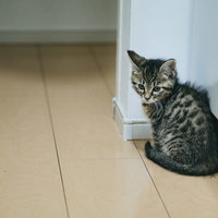 フローリングのすみっこで振り返る子猫の表情の写真