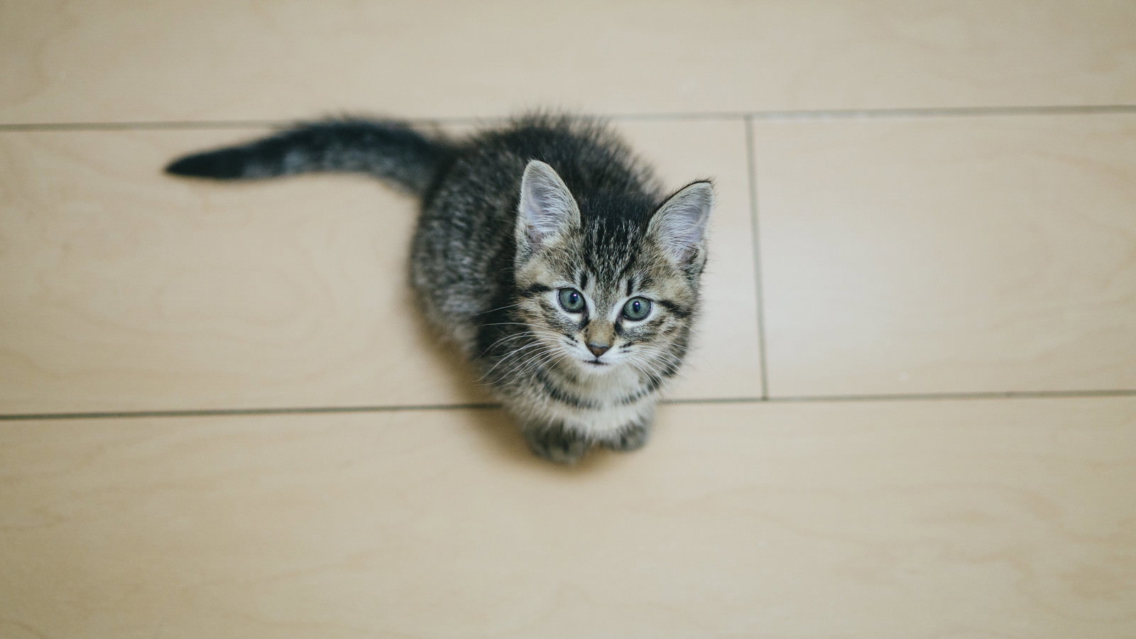 床に座って上を見上げるキジトラ柄の子猫