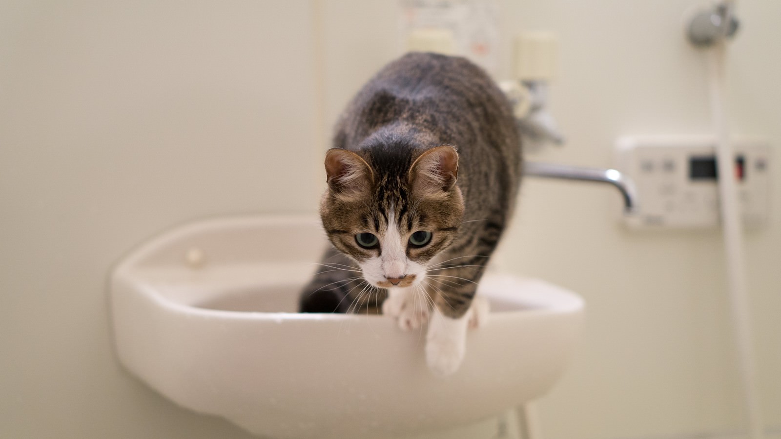 白い洗面台から逃げ出そうとするキジ白模様の猫