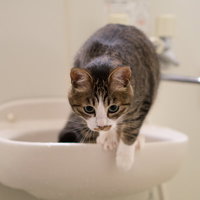 洗面台の白いボウルから逃げ出す猫の瞬間をとらえたの写真