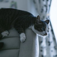 ソファーが傷だらけになる理由は猫の爪とぎ癖の写真