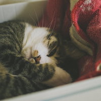 狭い箱の中が落ち着くにゃー、キジ白猫の昼寝の写真