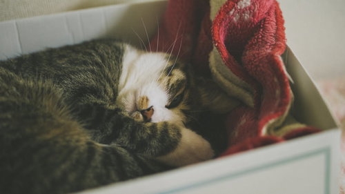 狭い箱の中が落ち着くにゃー、キジ白猫の昼寝