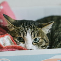 たまには頑張らなくてもいいよ、ピンクの毛布で横になる猫の写真