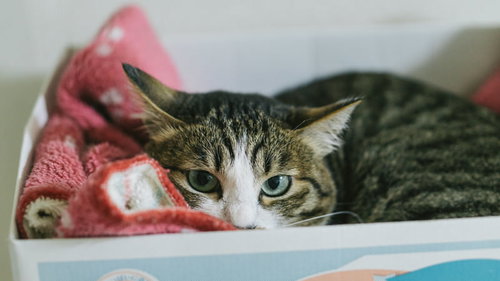 たまには頑張らなくてもいいよ、ピンクの毛布で横になる猫