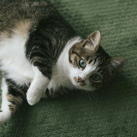 いたずらをしたあとのおとぼけ顔のにゃんこの写真