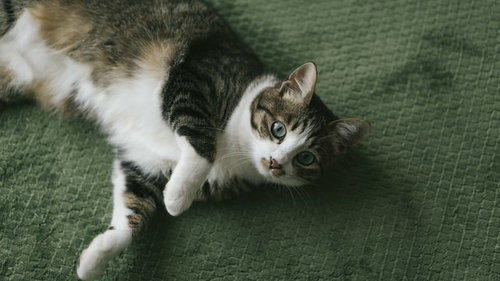 いたずらをしたあとのおとぼけ顔のにゃんこ