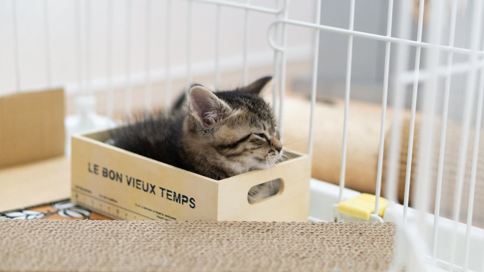 段ボール箱の中でくつろぐキジトラ模様の子猫