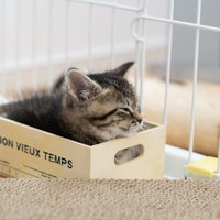 小さな段ボール箱にすっぽり入る子猫の写真