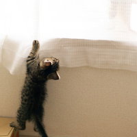 白いカーテンにしがみつく茶色い子猫の元気な姿の写真