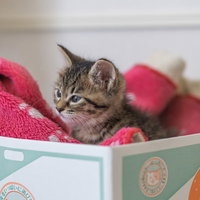 ダンボール箱の中で遠い目の子猫ちゃんのくつろぐ姿の写真