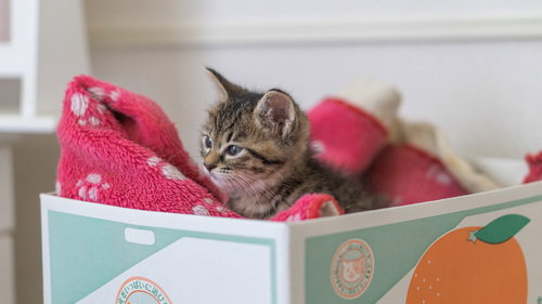 ダンボール箱の中で遠い目の子猫ちゃんのくつろぐ姿