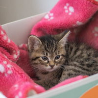 みかん箱の中でくつろぐキジトラ子猫と花柄毛布の写真