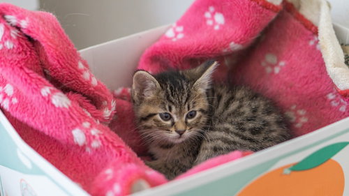 みかん箱の中でくつろぐキジトラ子猫と花柄毛布