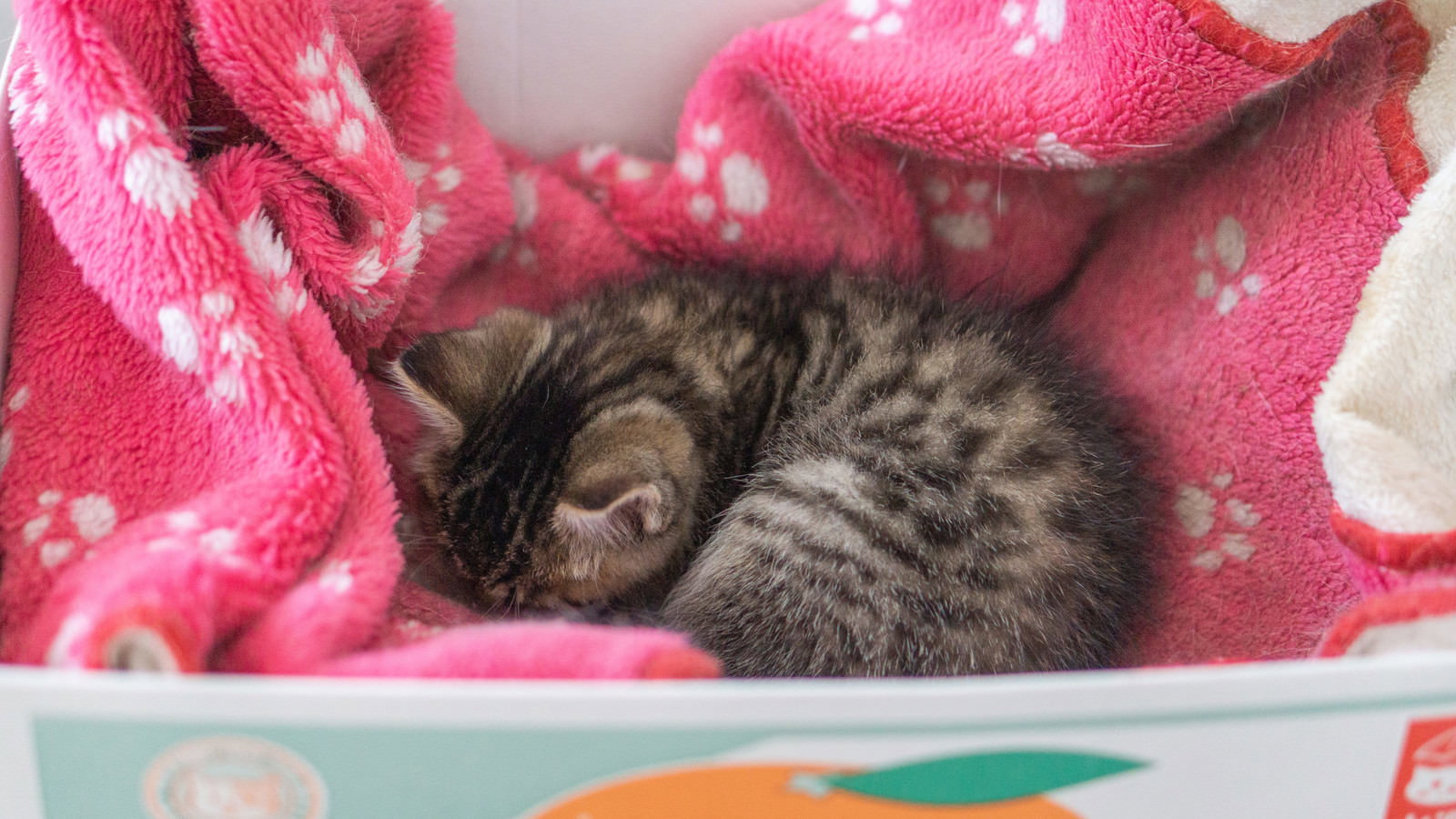 箱の中でピンクの毛布にくるまって眠る子猫