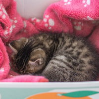 白い箱のモーフに包まれた子猫のうたた寝、ピンクの毛布でぬくぬくの写真