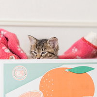 もう七時か、そろそろ主に甘えてやんねぇと。ダンボール箱の子猫の写真